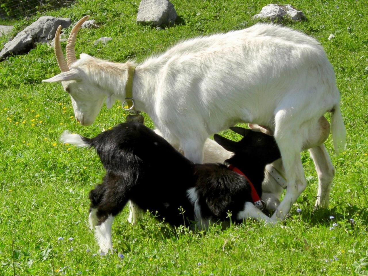 Ferienwohnung Lange Goestling an der Ybbs Luaran gambar